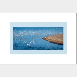 American White Pelican Migration Posters and Art